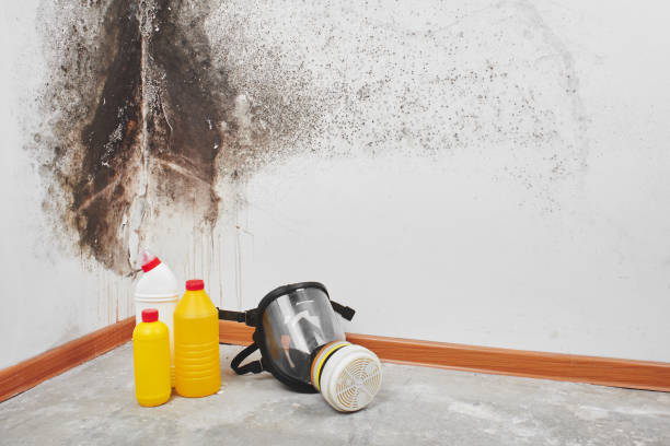 Crawl Space Mold Removal in Walton Hills, OH