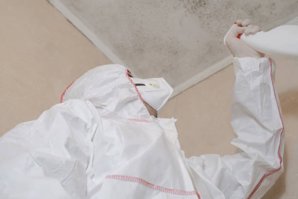 Attic Mold Removal in Walton Hills, OH
