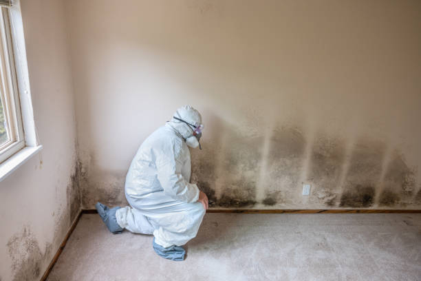 Crawl Space Mold Removal in Walton Hills, OH