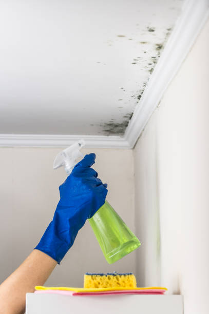 Mold Removal and Inspection in Walton Hills, OH